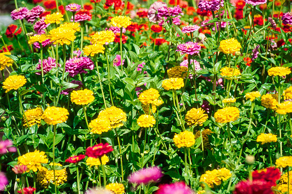 Flowers in the Gardens