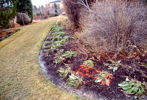 The Campus Gardens' textures 2003