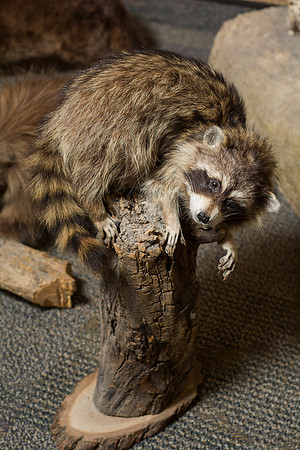 BYU-Idaho's Wildlife Museum in the Ezra Taft Benson Building.