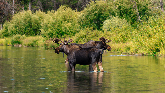 Island Park Moose - July 2026