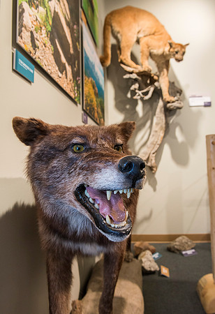 BYU-Idaho worked with the Teton Geotourism Center in Driggs, Idaho, creating a Wildlife and Geology exhibit of pieces from the Biology and Geology museums at BYU-Idaho. A ribbon cutting was held for a