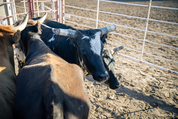 Spirit Week Rodeo - Oct 2026