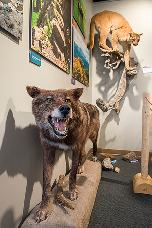 BYU-Idaho worked with the Teton Geotourism Center in Driggs, Idaho, creating a Wildlife and Geology exhibit of pieces from the Biology and Geology museums at BYU-Idaho. A ribbon cutting was held for a