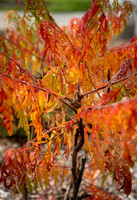 Campus Fall - Oct 2026