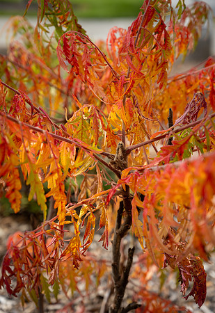 Campus Fall - Oct 2026