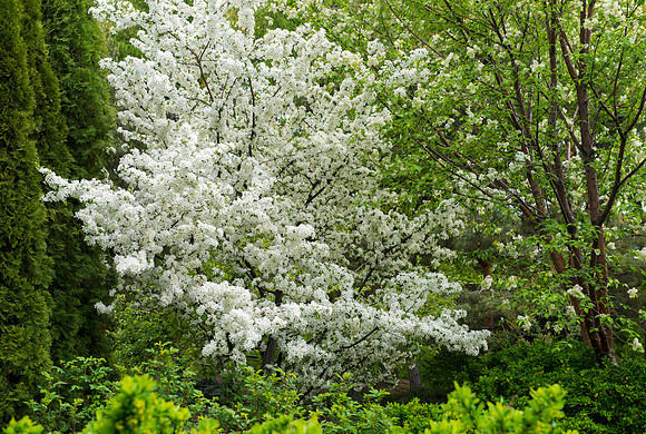 Spring is a beautiful time of year to enjoy the blossoms on the trees in the Thomas E Ricks Gardens at BYU-Idaho.