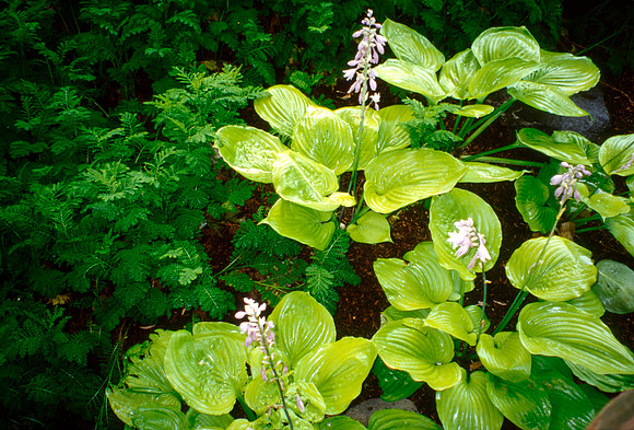 Flowers in the Gardens