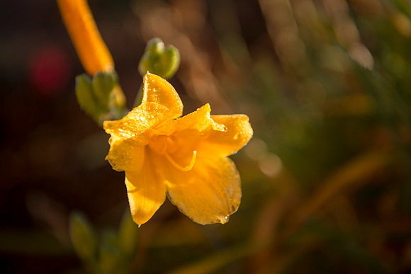 The early morning dew on a flower outside the Snow Building.