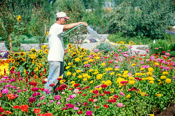 Employee watering the Flowers in the Gardens
