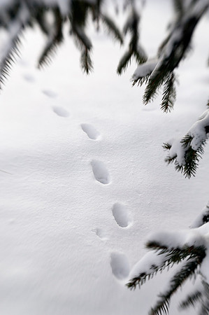 Winter beauty in the Thomas E Ricks Gardens. Images shot with a Lens Baby.