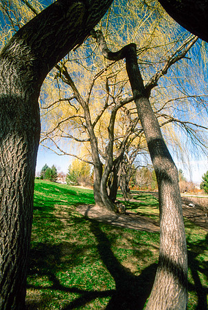 The Campus Gardens' trees