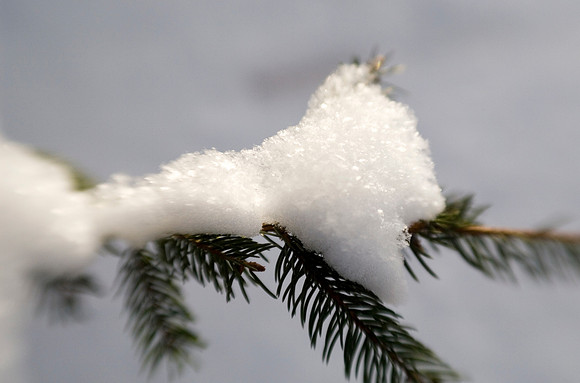 Winter beauty in the Thomas E Ricks Gardens. Images shot with a Lens Baby.