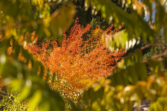 Autumn splendor can be found in the Thomas E. Ricks Gardens. Autumn comes and goes quickly in South Eastern Idaho but here at BYU-Idaho it offers quite an array of fall colors.
