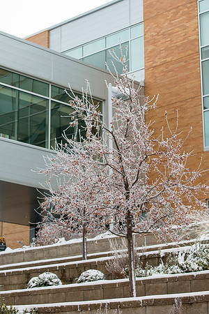 Frost on the campus grounds.