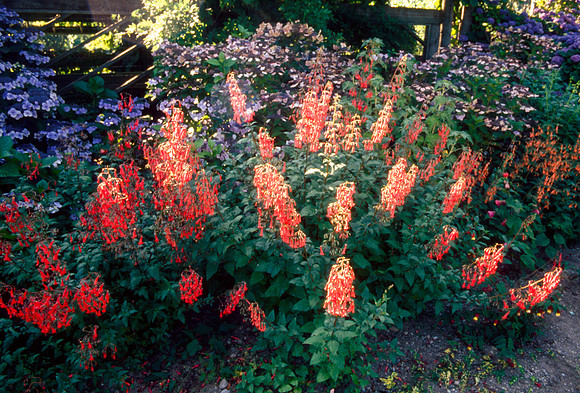 Flowers in the Gardens