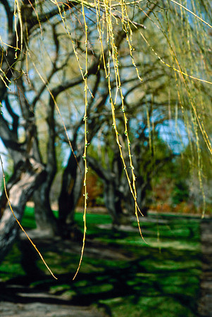 The Campus Gardens' trees