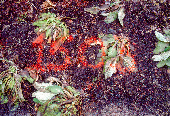 The Campus Gardens' textures 2003