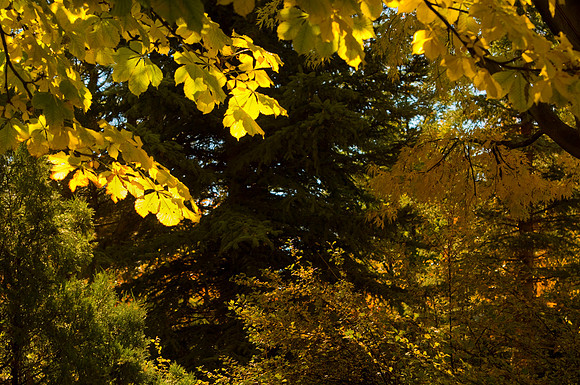 Autumn splendor can be found in the Thomas E. Ricks Gardens. Autumn comes and goes quickly in South Eastern Idaho but here at BYU-Idaho it offers quite an array of fall colors.