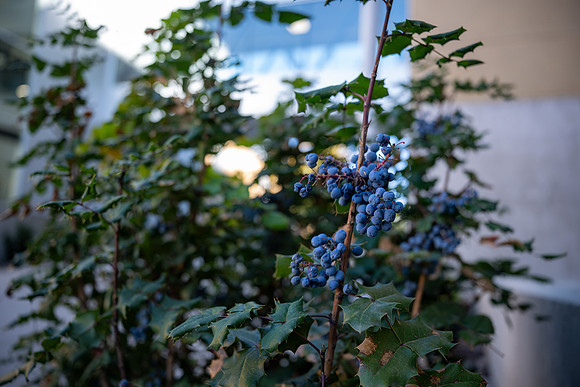 Daily BYUI - Setp 2026