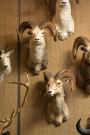 BYU-Idaho's Wildlife Museum in the Ezra Taft Benson Building.