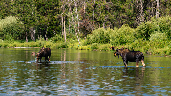 Island Park Moose - July 2026
