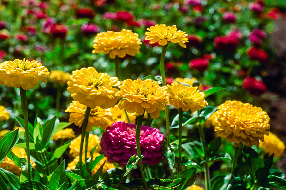 Flowers in the Gardens