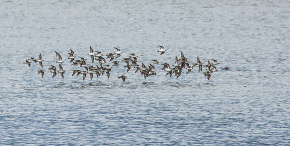 Flock of small birds in flight over water. - Aug 2019
