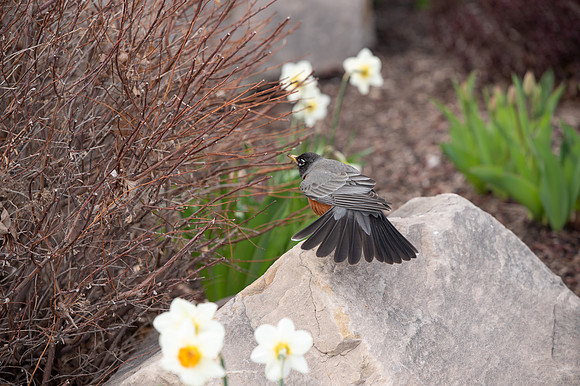 Robin on BYU-I campus - Apr 2022