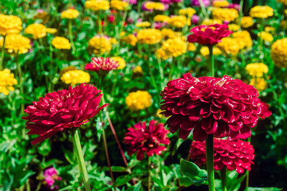 Flowers in the Gardens