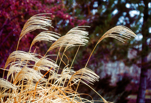 The Campus Gardens' textures 2003