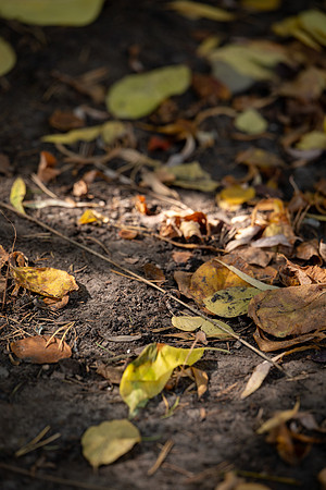 Fall Vibes - Sept 2026