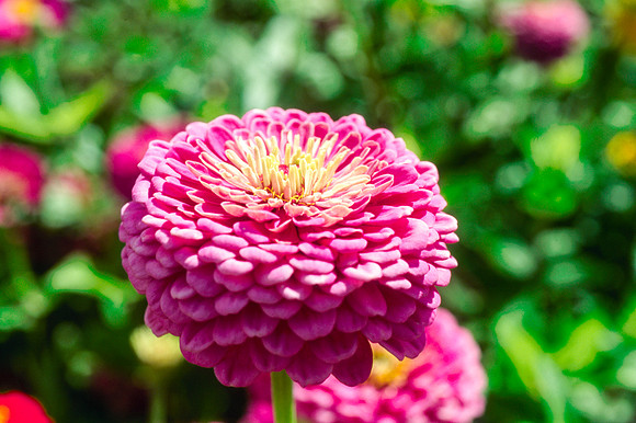 Flowers in the Gardens