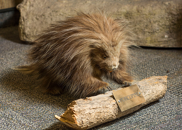 BYU-Idaho's Wildlife Museum in the Ezra Taft Benson Building.