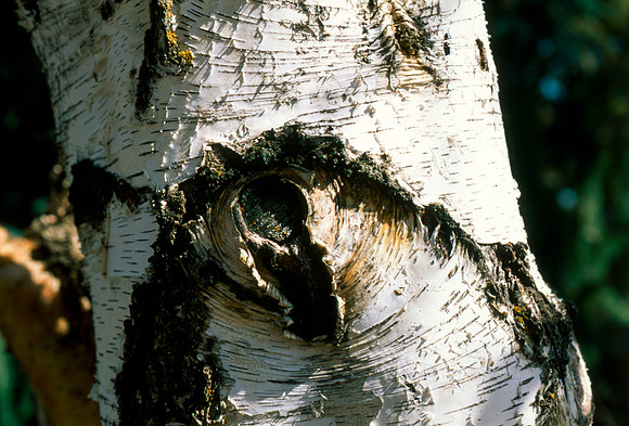 The Campus Gardens' trees