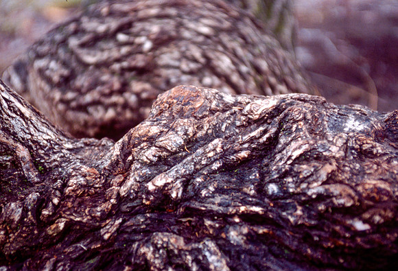 The Campus Gardens' textures 2003