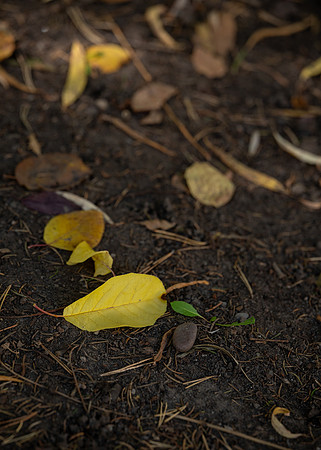 Fall Vibes - Sept 2026