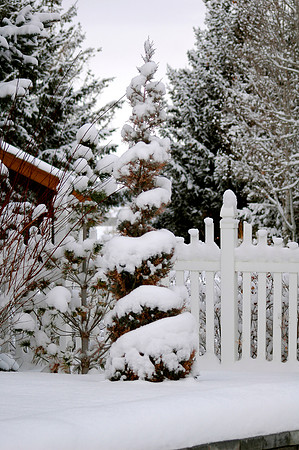 Winter beauty in the Thomas E Ricks Gardens.