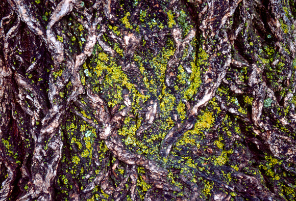 The Campus Gardens' textures 2003