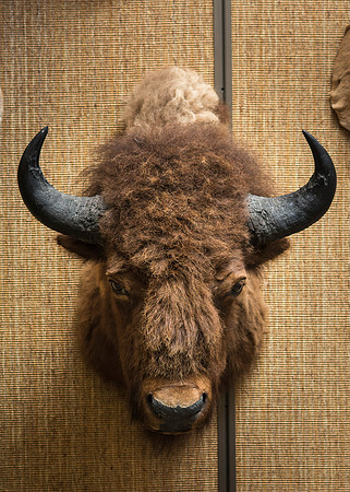 BYU-Idaho's Wildlife Museum in the Ezra Taft Benson Building.