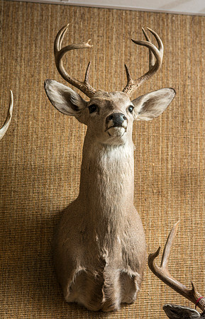 BYU-Idaho's Wildlife Museum in the Ezra Taft Benson Building.