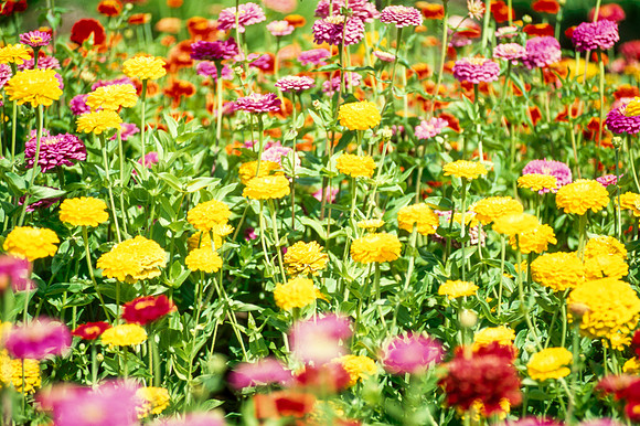 Flowers in the Gardens