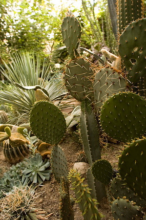 Dessert Greenhouse in the Ezra Taft Benson Building.