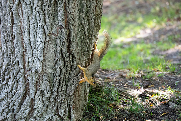 Animals on Campus - Aug 2024