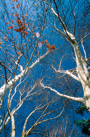 The Campus Gardens' trees