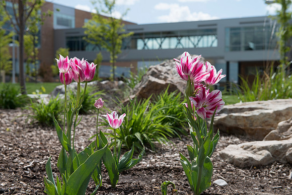 Spring blossoms with Manwaring Center -McKay Library Skywalk.