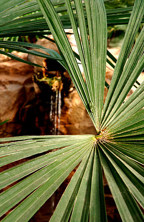 Windmill Palm in Jungle Greenhouse in the Ezra Taft Benson Building.