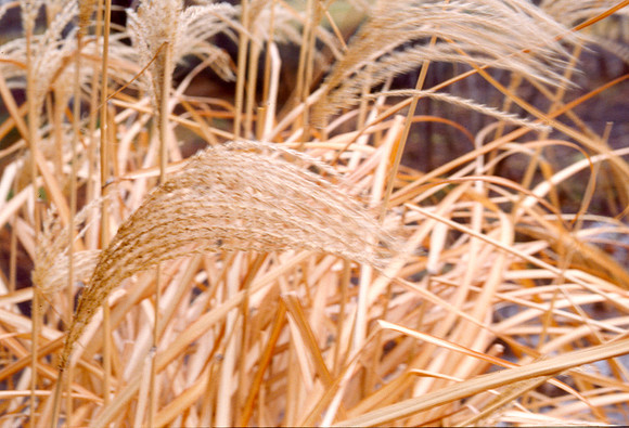 The Campus Gardens' textures 2003