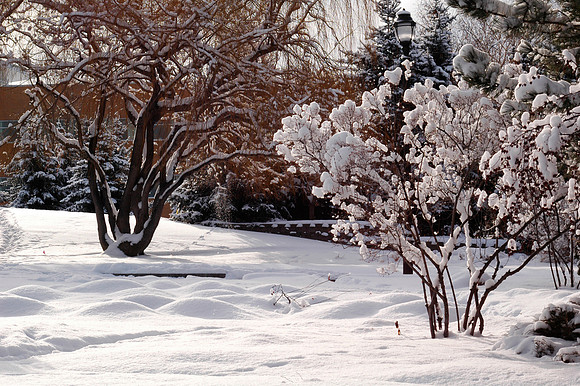 Winter beauty in the Thomas E Ricks Gardens.