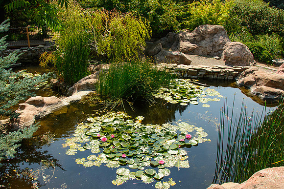 Lillipads and flowers in the Beaver Pond.