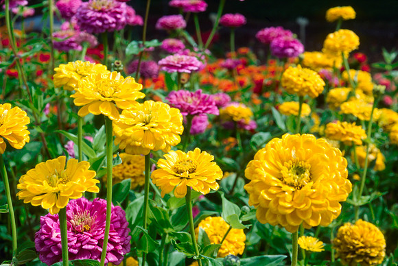 Flowers in the Gardens